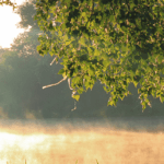 tree by river