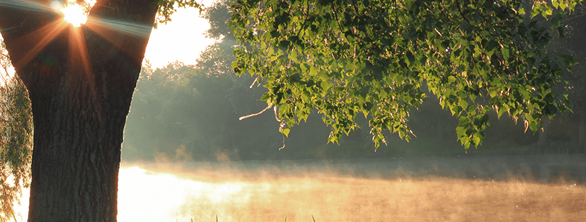 tree by river